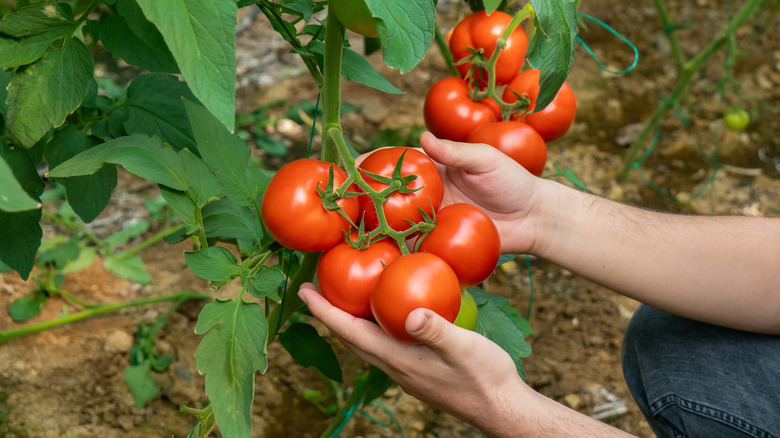 A person handles a bunch of tomatoes on a plant
