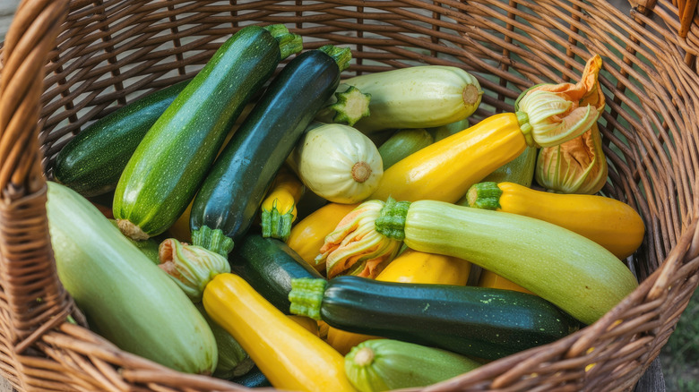 A basket of freshly harvested zucchini of different colors