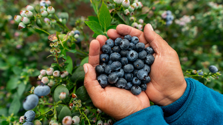 A child holds a handful of wild blueberries