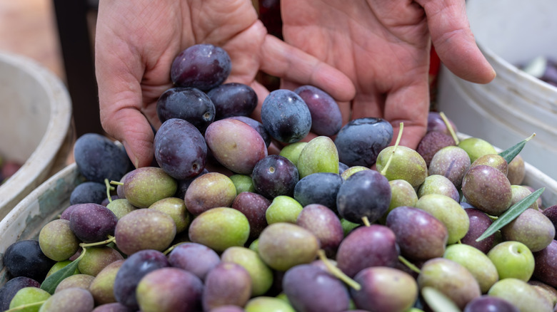 person's hands holding fresh olives