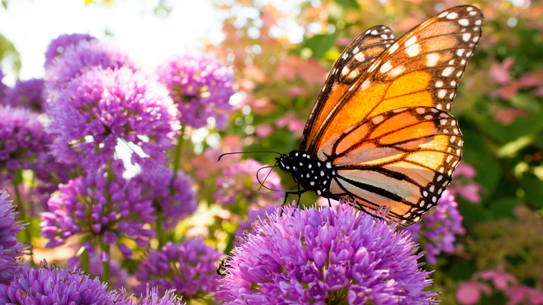 A Monarch butterfly resting on a purple flowering plant