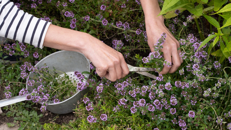 A woman's hands harvesting thyme growing with purple flowers