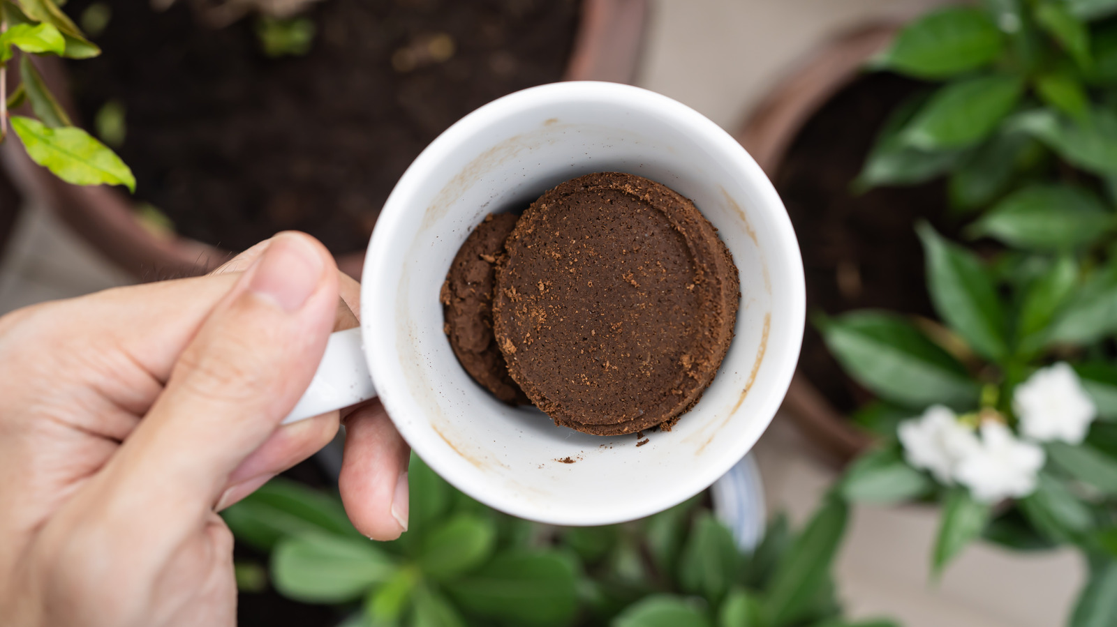 Forget Buying Mulch: Coffee Grounds Do The Same Thing In Your Garden