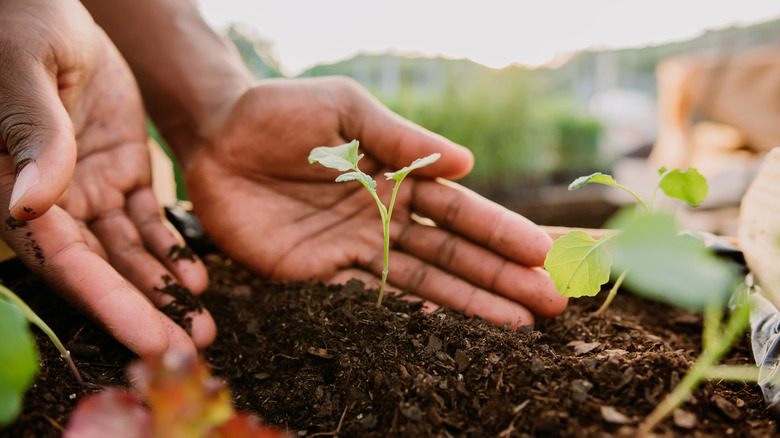 Two hands cupping a small plant covered in soil in the ground