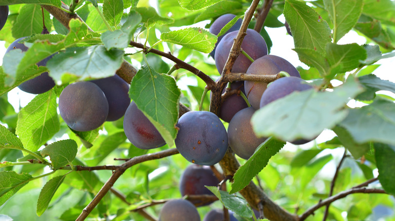 Close-up of purple damson plums growing on healthy tree branches