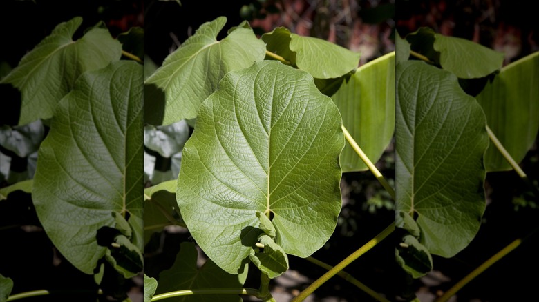 Hoja Santa plant leaves