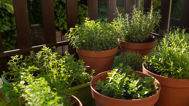 various herbs grown in containers outdoors
