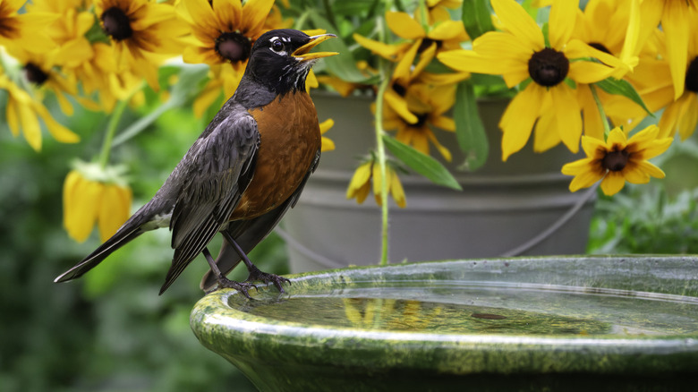 An oriole on a birdbath with yellow flowers in the background