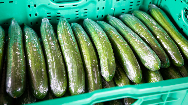 plastic wrapped cucumbers