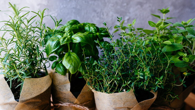 potted aromatic herbs