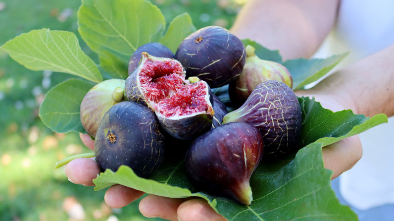 holding fresh figs 