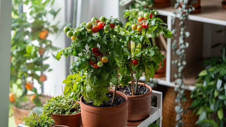 Miniature potted tomato plants growing indoors in front of a window