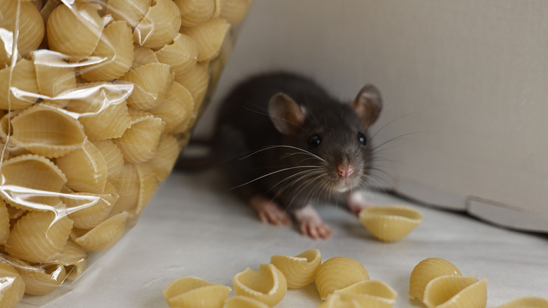 rat with pasta
