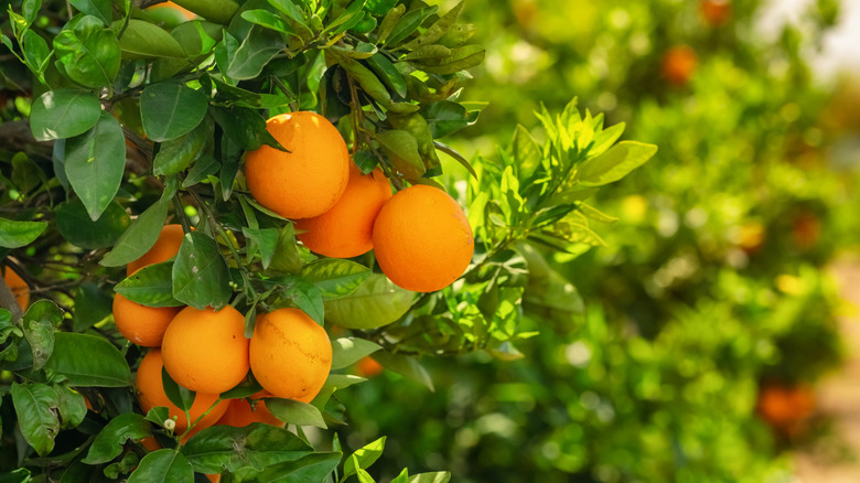 oranges on tree