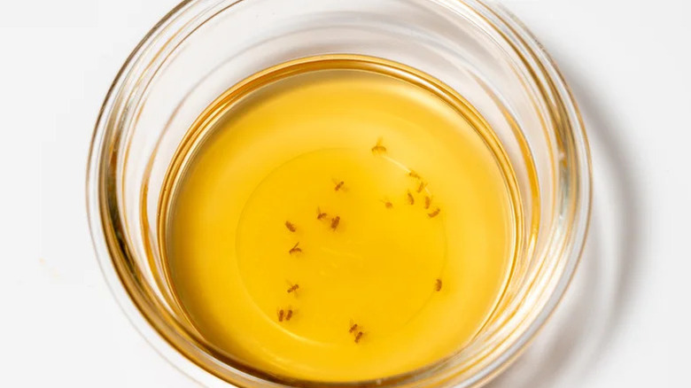 A bowl of amber-colored liquid serving as a fruit fly trap