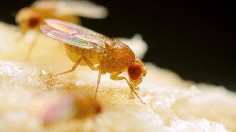 fruit fly on a banana