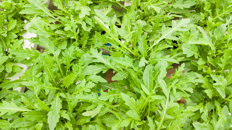 Arugula seedlings growing in hydroponic system