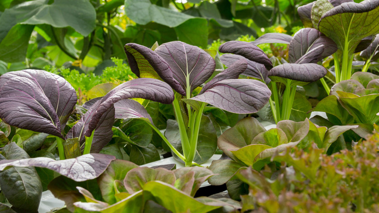 Asian greens growing in hydroponic system
