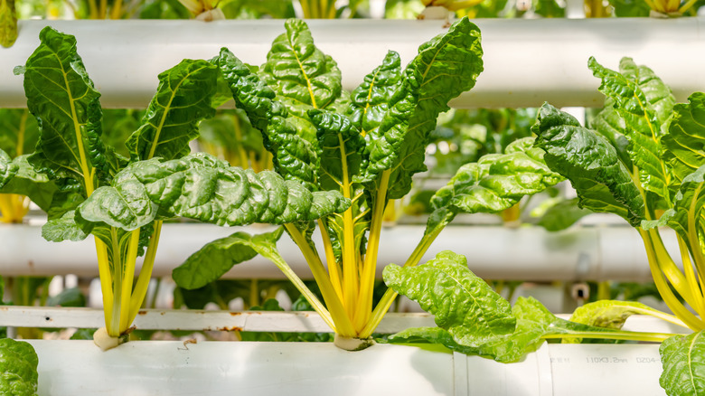 Yellow chard plants growing in hydroponic system
