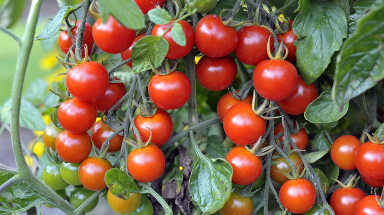 Clusters of cherry tomatoes growing on the vine