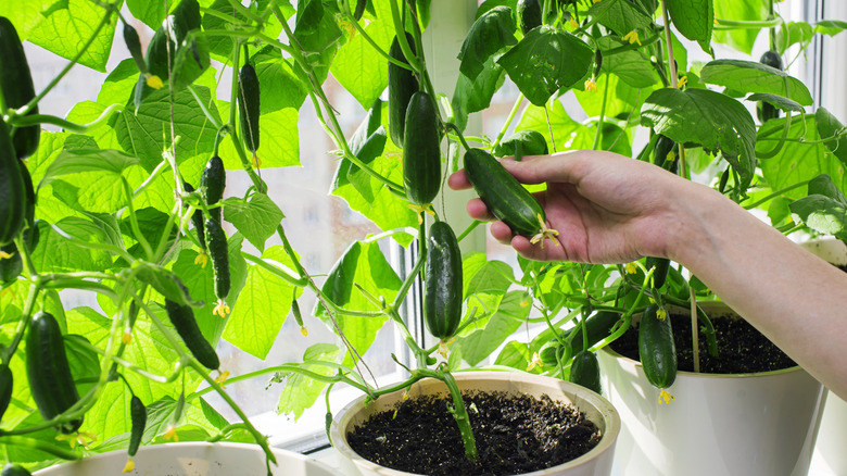 Mini cucumbers growing on healhty indoor plants