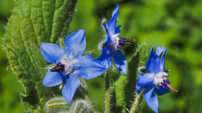 Close up of bright blue borage flowers