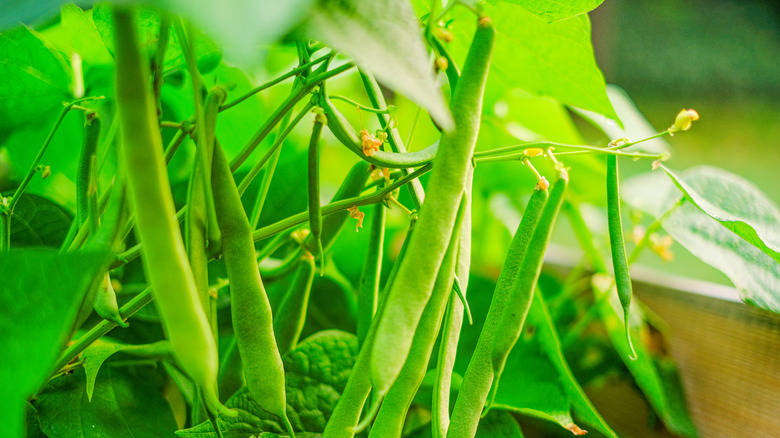 Green beans growing in a garden