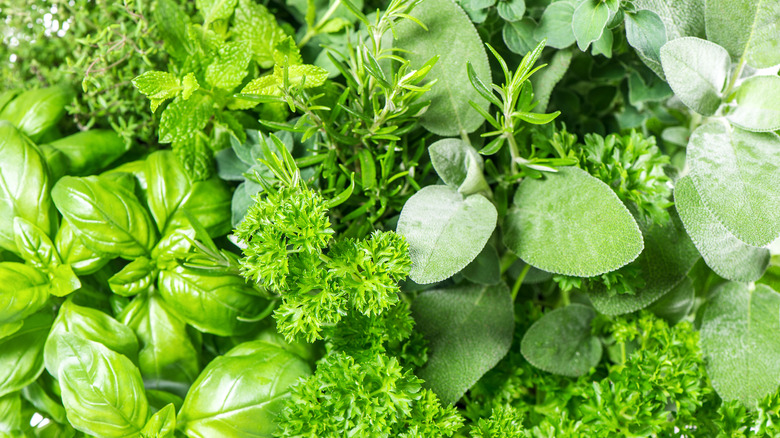 A group of fresh herb plants close-up