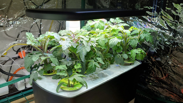 Various vegetable seedlings growing hydroponically