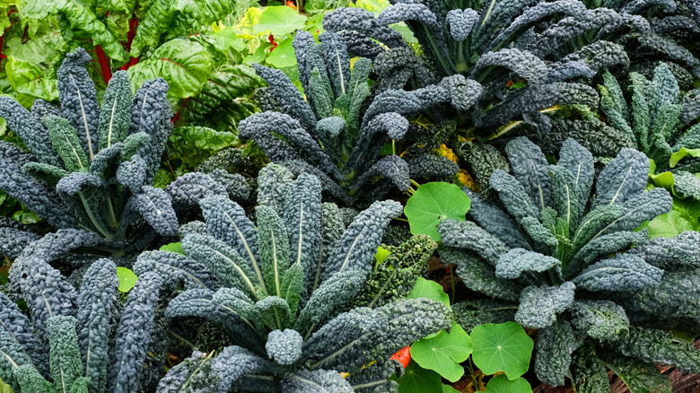 Cavolo nero or lacinato kale plants