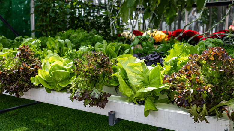Different varieties of lettuce growing in an outdoor hydroponic garden