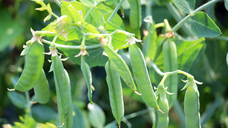 Green pea pods growing on vines