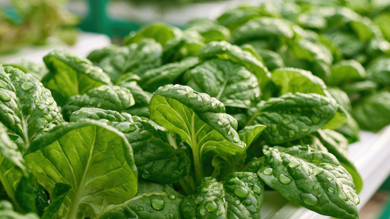 Spinach plants growing in hydroponic system