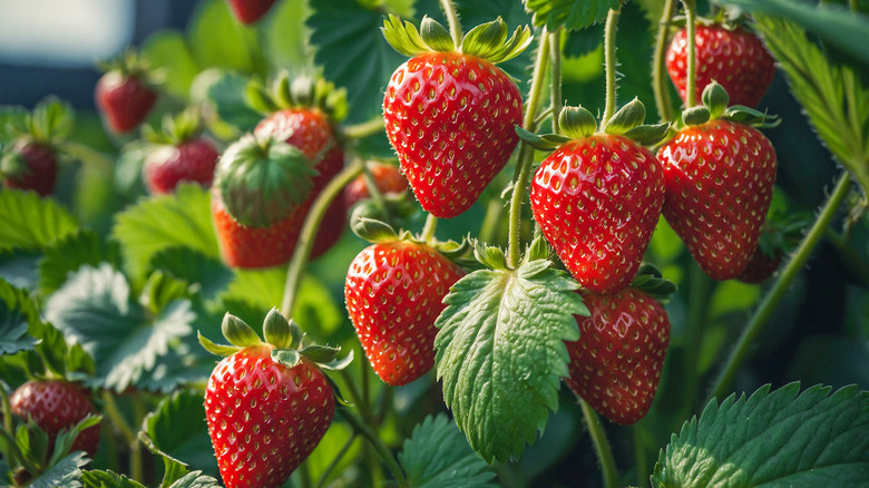 Strawberries growing on a plant