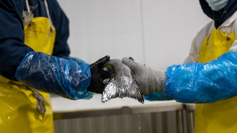 Fishmongers handling the fresh catch