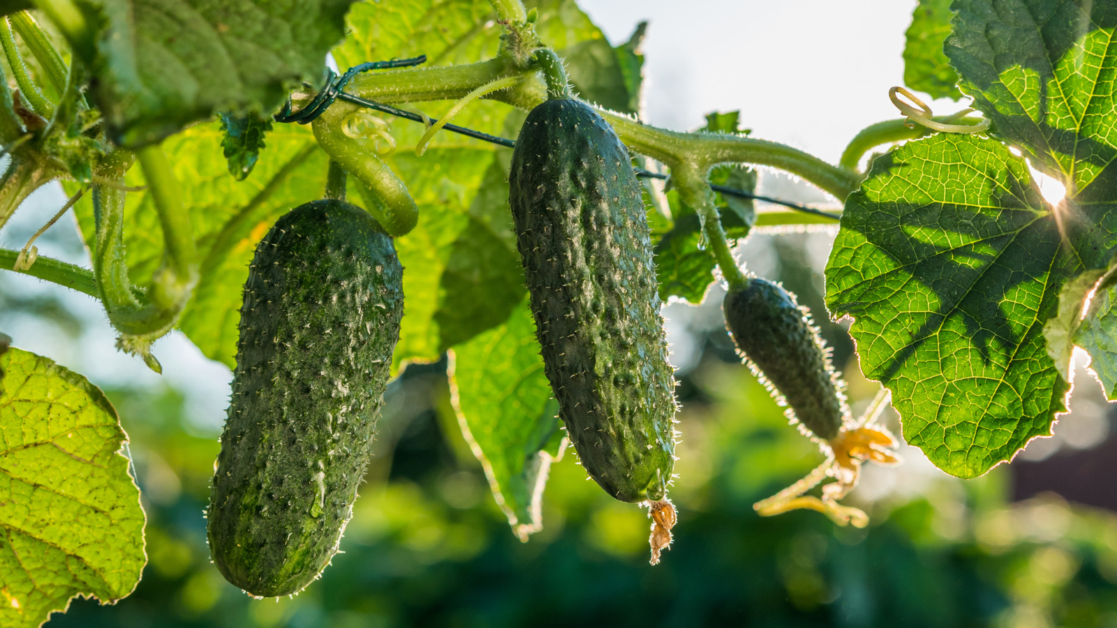 If Powdery Mildew Appears On Your Cucumber Plants, Here's The Best Treatment
