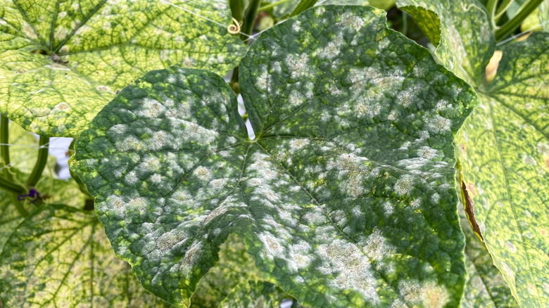 Close-up view of powdery mildew growing on the leaf of a cucumber plant