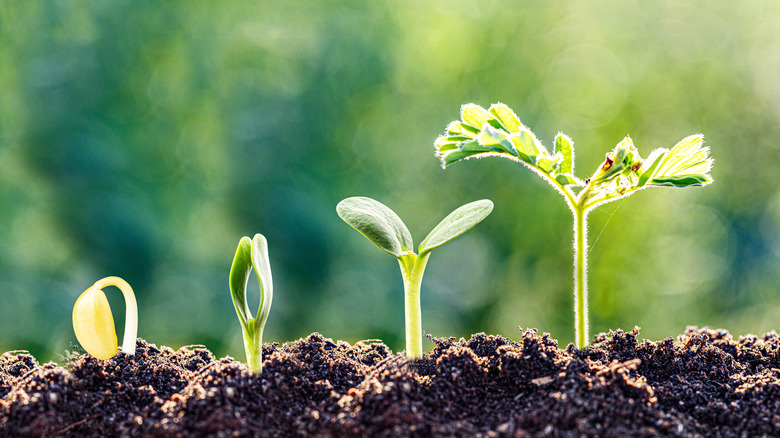 Small green seedling shown through four stages of sprouting.
