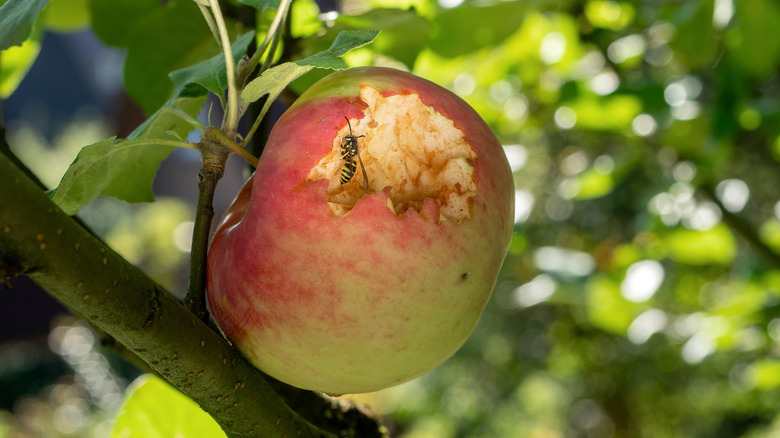 A wasp eats an apple hanging on a leafy tree, with green leaves and sunlight in the background