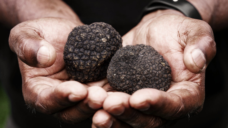 hands holding two large black truffles