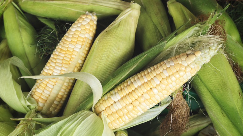 a pile of sweetcorn ears, two of which have the husks pulled back