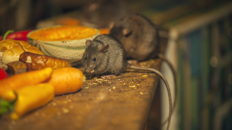 Mice eating vegetables on counter