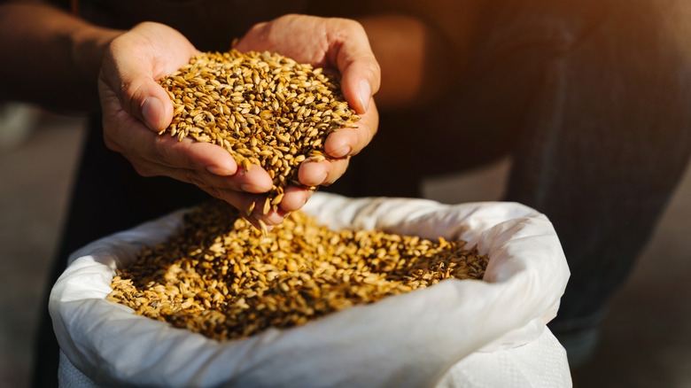 a person holding grains for brewing