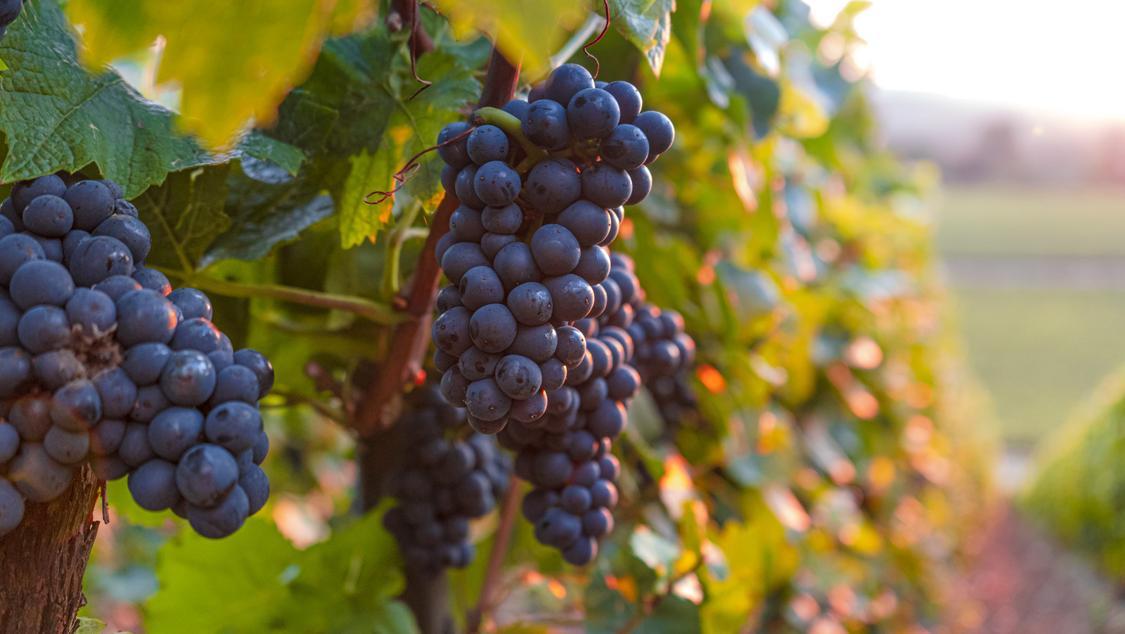 What Is Grape Must (And How Is It Different Than Grape Juice)?