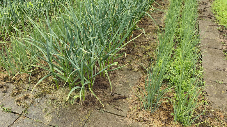 green garlic and green onion growing in a garden