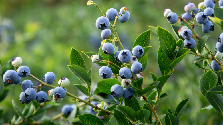 Clusters of ripe blueberries hang from green bushes