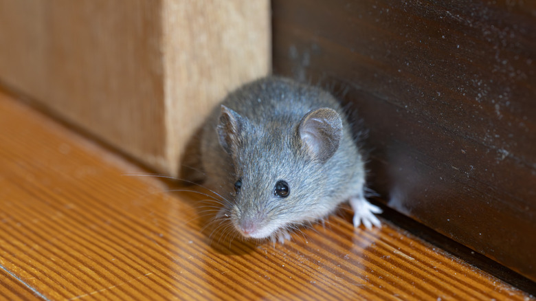 Cute little mouse on wooden floor