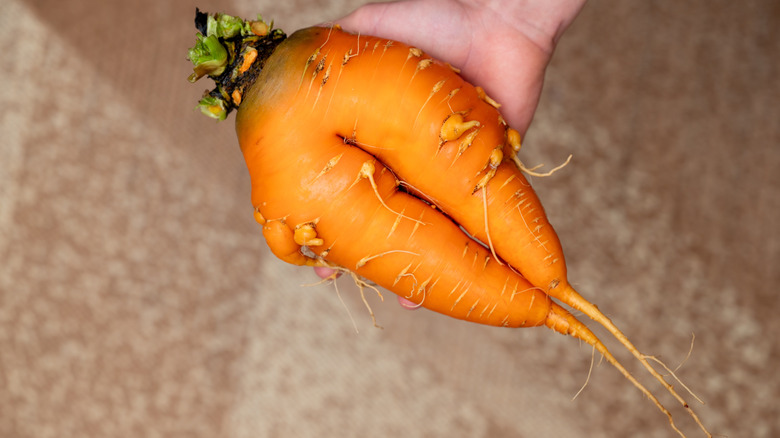 Hand holding a funky conjoined carrot