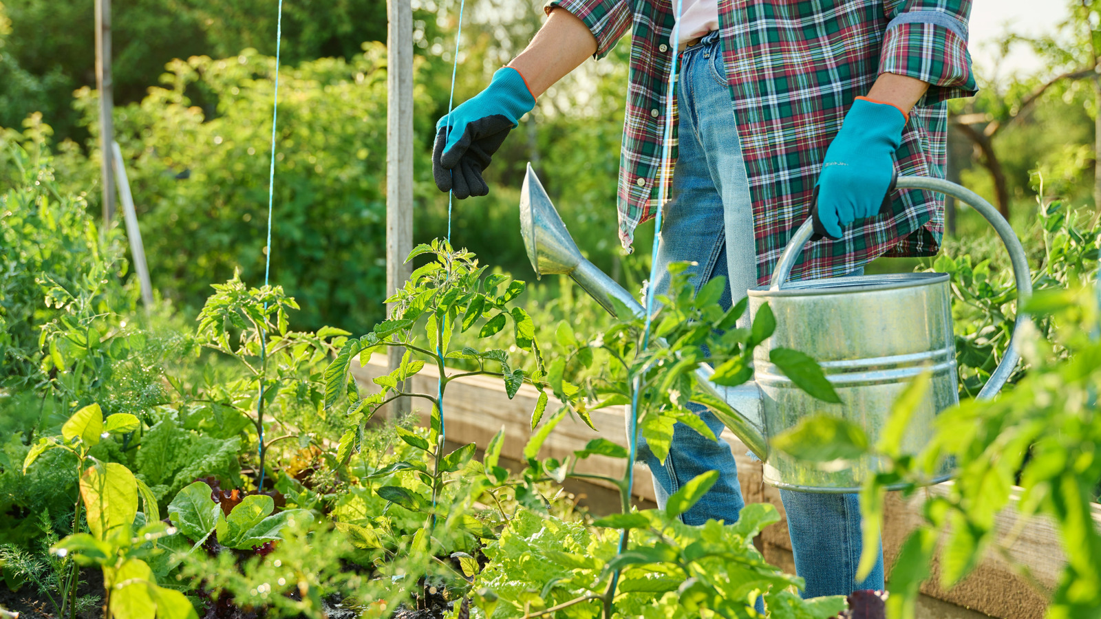 This Versatile Veggie Is A Southern Staple And Is Perfect To Start Growing In July
