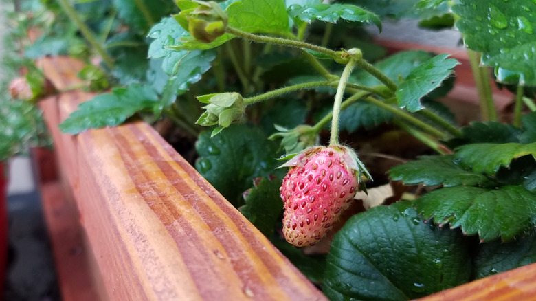 Strawberries growing out of a pallet planter